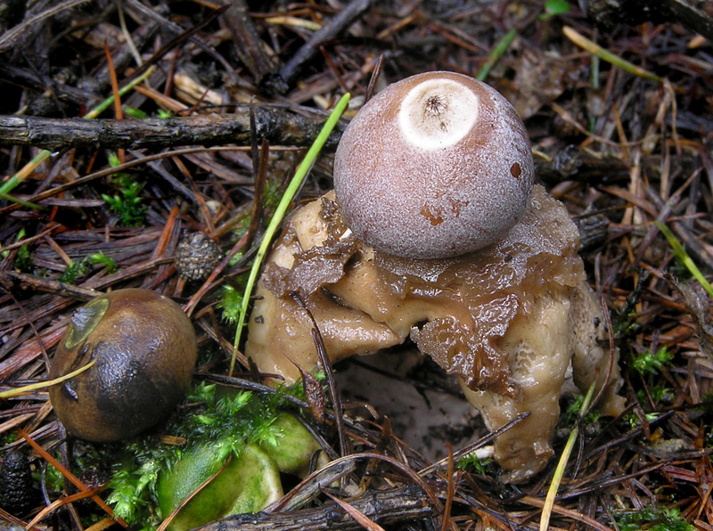 Geastrum quadrifidum